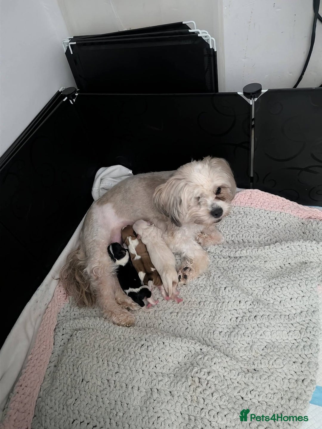 Zuchon dogs for sale: Shichon/Zuchon Teddy bear puppies available  - Advert 5