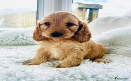 Cockapoo dogs for sale: F1 cockapoo puppies  - Image 7