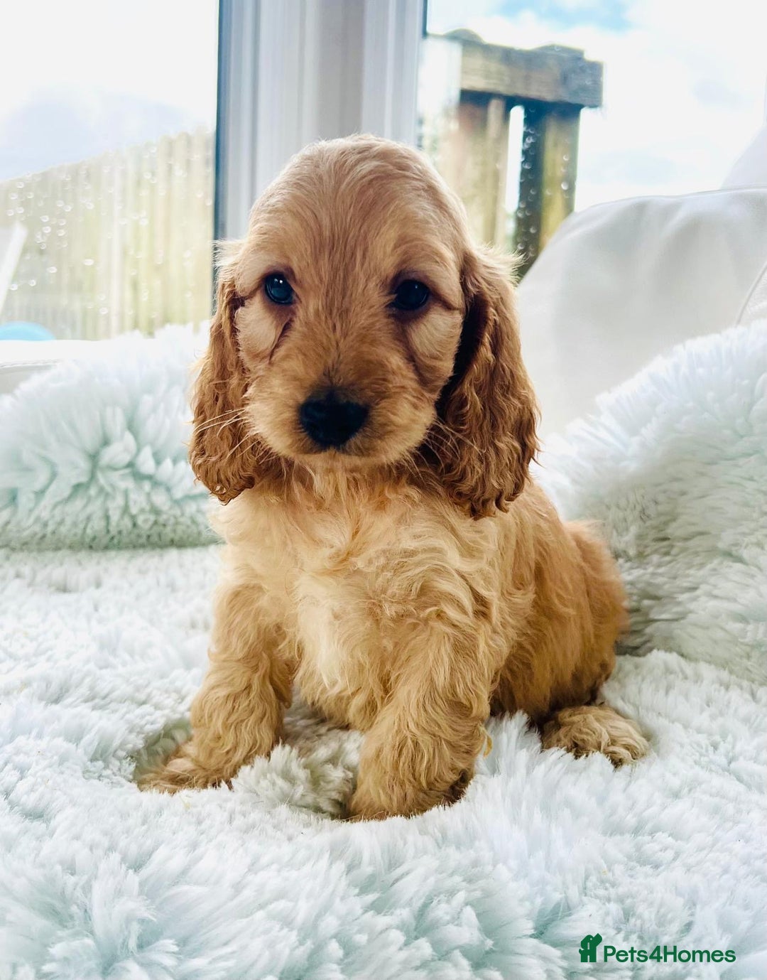 Cockapoo dogs for sale: F1 cockapoo puppies  - Image 7