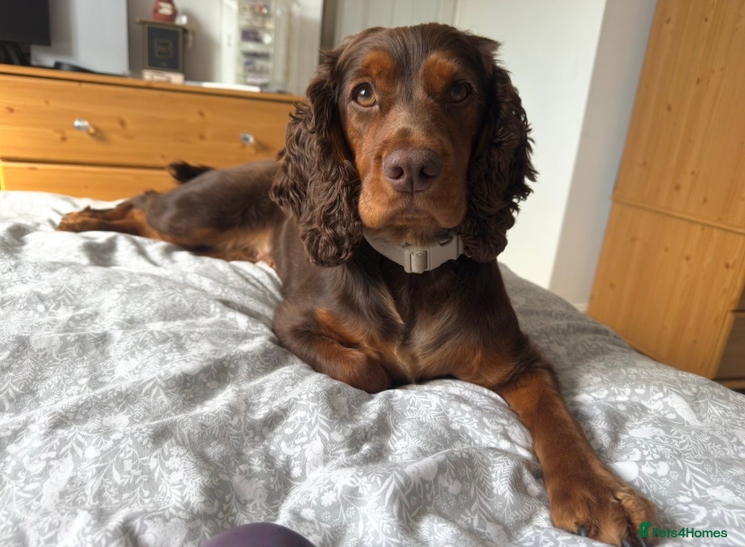 Cocker Spaniel dogs for sale: ✨ Chocolate & Tan Cocker Spaniel Puppies ✨ - Advert 1