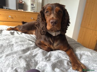 Cocker Spaniel dogs ✨ Chocolate & Tan Cocker Spaniel Puppies ✨ - Advert 1