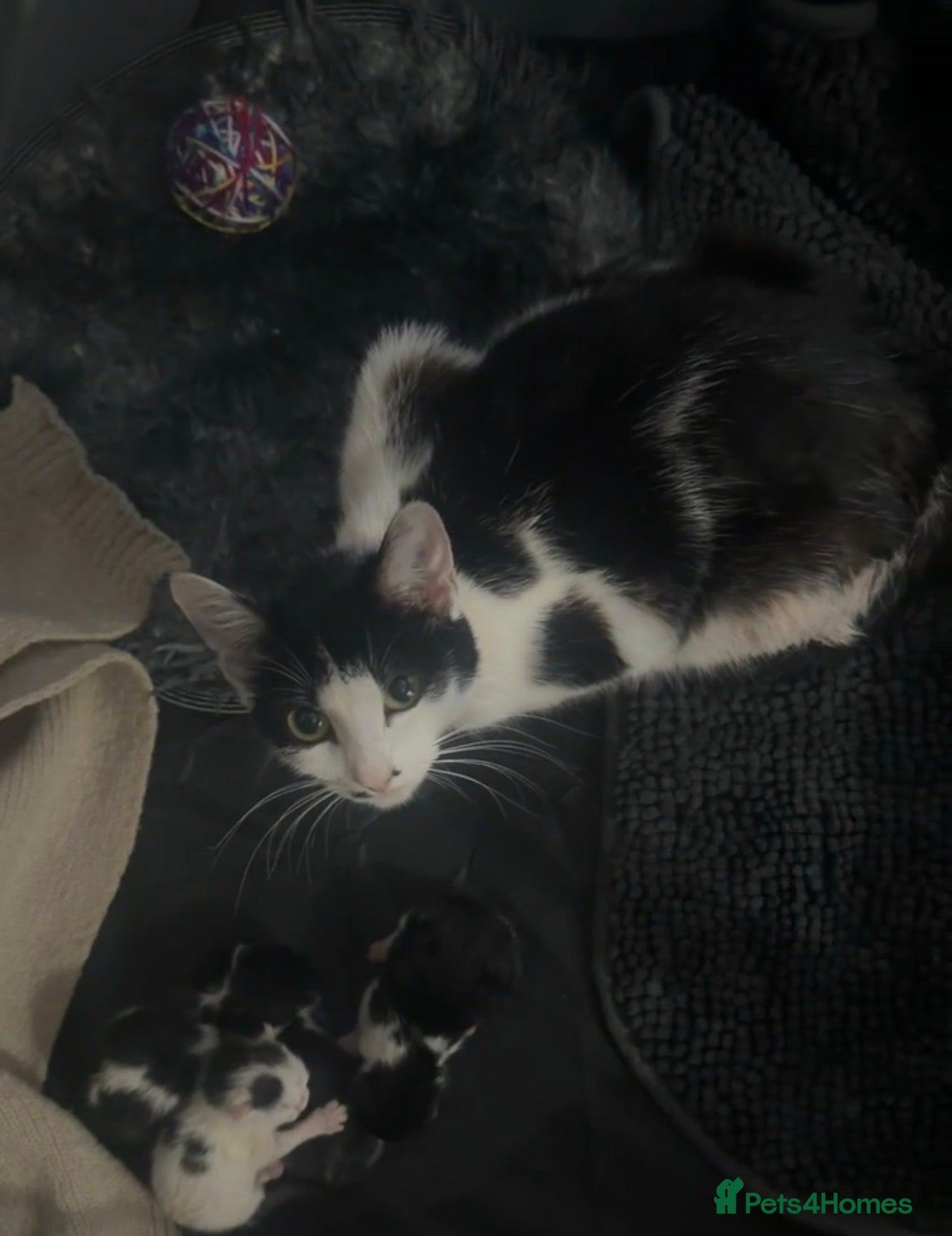 British Shorthair cats 4 kittens  - Advert 4