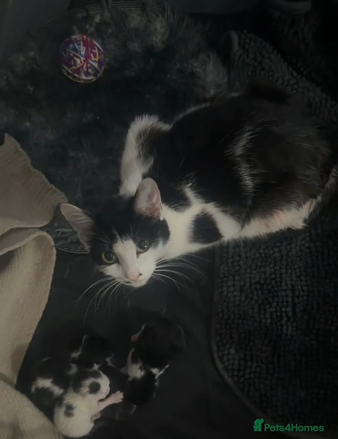 British Shorthair cats for sale: 4 kittens  in Stoke-on-Trent - Advert 1