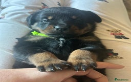 Rottweiler dogs for sale: Beautiful Rottweiler pups  - Image 16