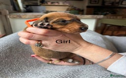 Mixed Breed dogs for sale: lurcher x Vizsla  - Image 7
