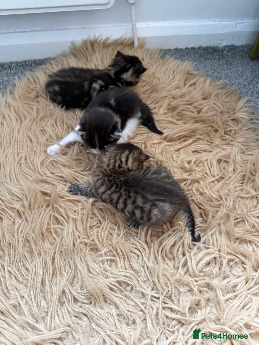 Brazilian Shorthair cats for sale: Gorgeous Brazilian short hair kittens - Image 13