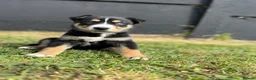 Mixed Breed dogs for sale: 🐾 Doberman x Siberian Husky Puppies –Ready Now 🐾 in Walsall - Advert 5