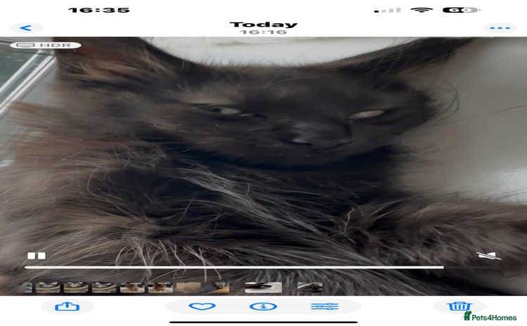 Maine Coon cats - Advert 12