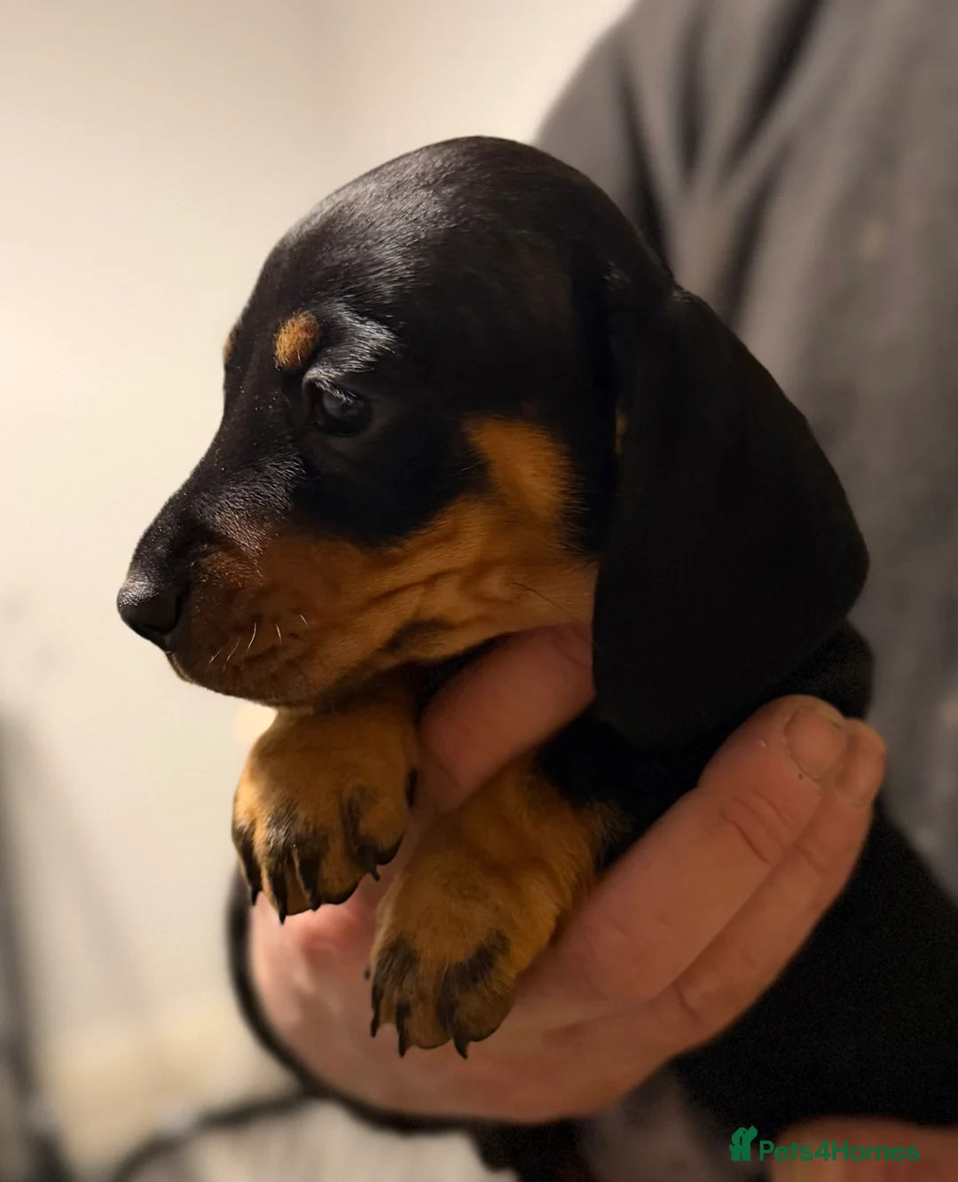 Miniature Dachshund dogs for stud: Chocolate and Tan Miniature Dachshund- Stud - Advert 9