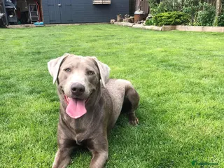 Labrador Retriever dogs Championship lines, KC silver lab stud 0.0% COI in Cambridge - Advert 22