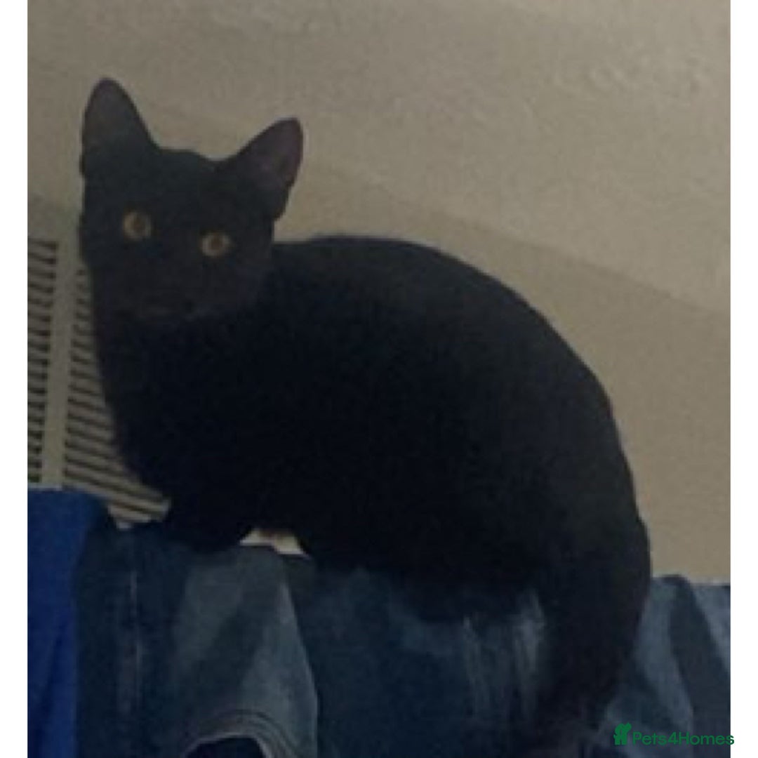 British Shorthair cats for sale: Cat For Sale - Advert 2