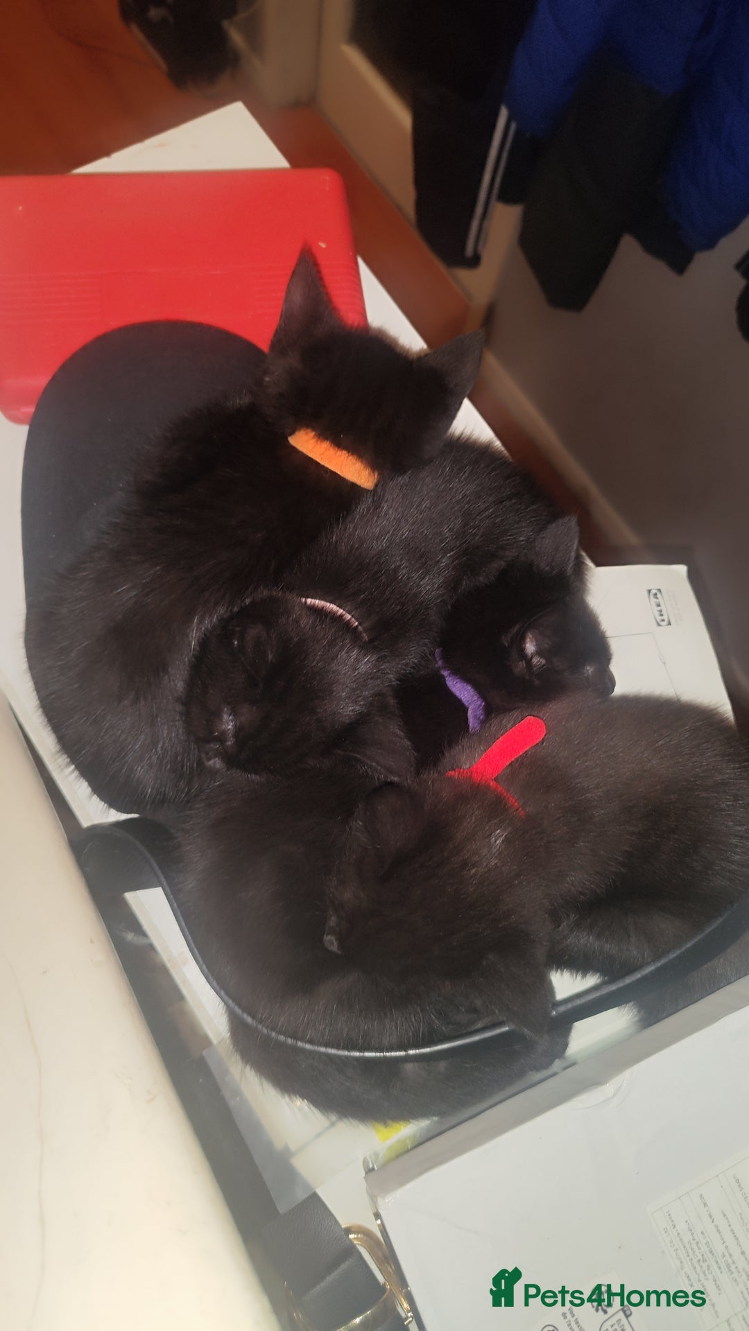 Mixed Breed cats for sale: Kittens for free  - Image 1