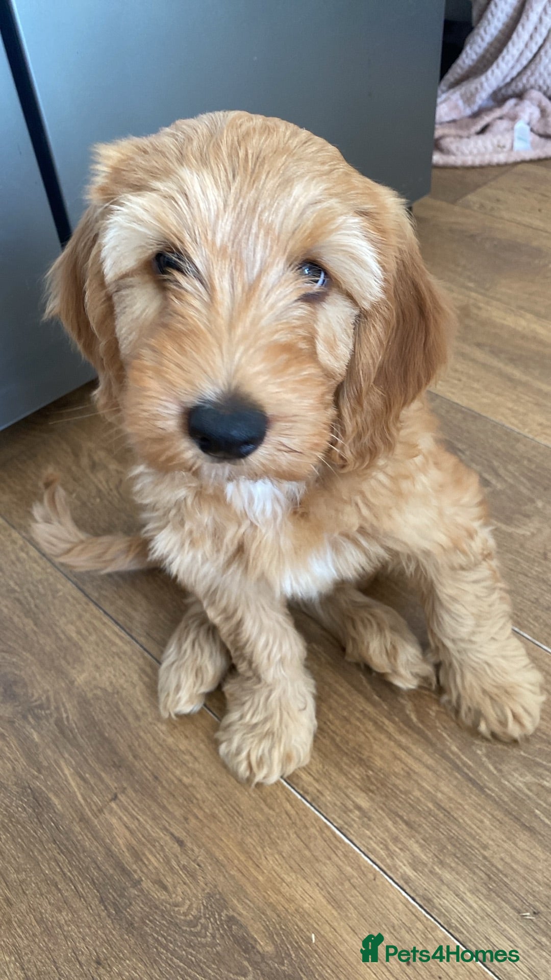 Cockapoo dogs for sale: Cockapoo pup one cuddly gentle male 9 weeks  - Advert 1