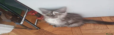 Smudge