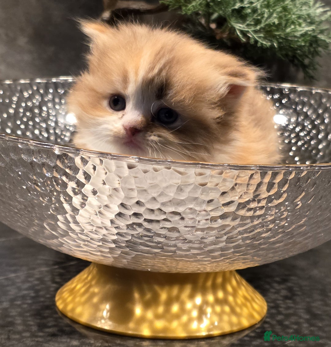 Scottish Fold cats for sale: KITTEN IS RE-ADERTISED DUE TO CANCELLATION - Advert 8
