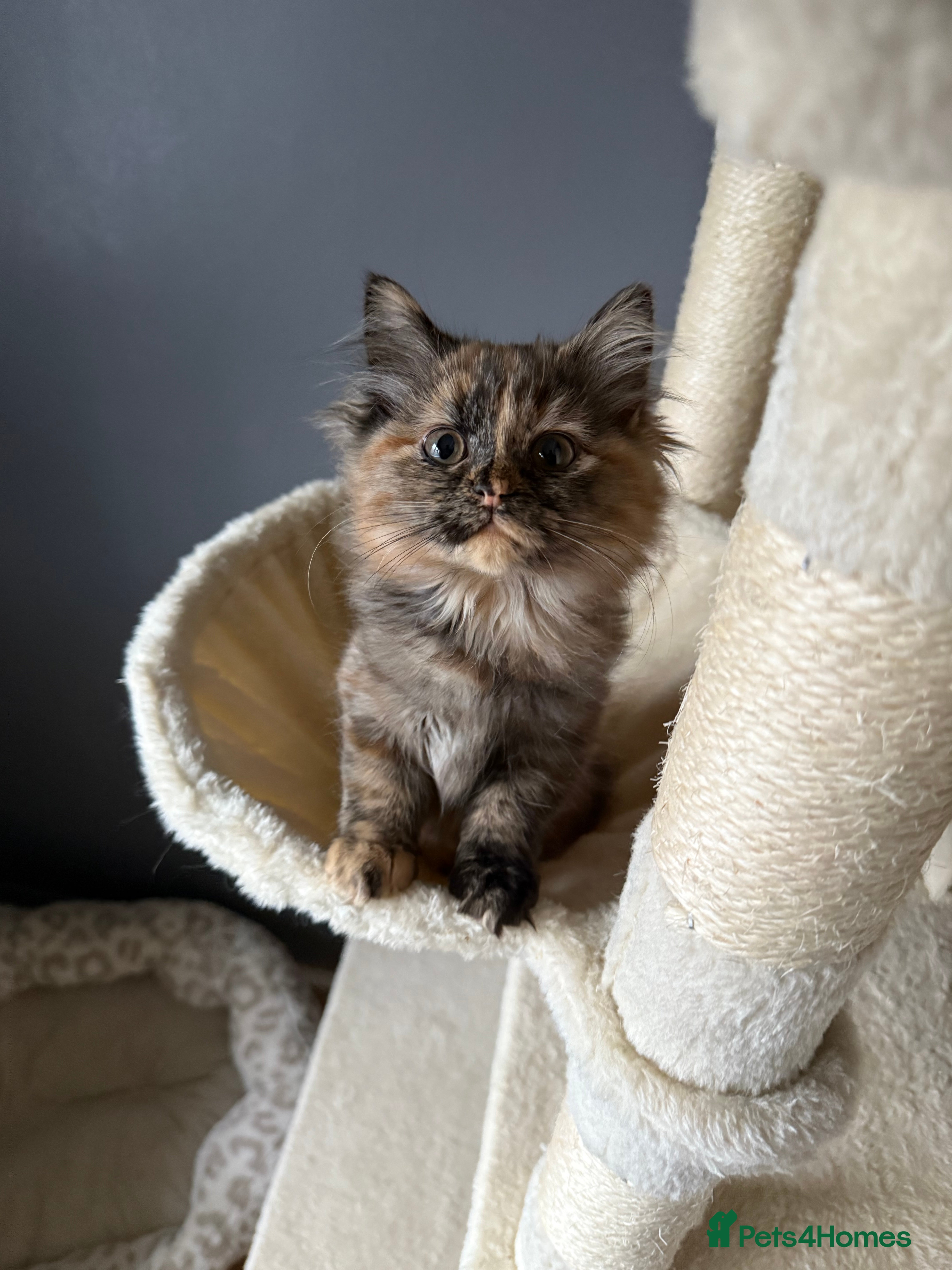 Ragdoll cats Mixed Ragdoll and Persian kittens - Advert 7