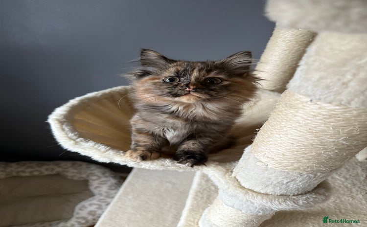 Ragdoll cats Mixed Ragdoll and Persian kittens - Advert 1