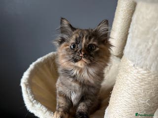 Ragdoll cats Mixed Ragdoll and Persian kittens - Advert 12