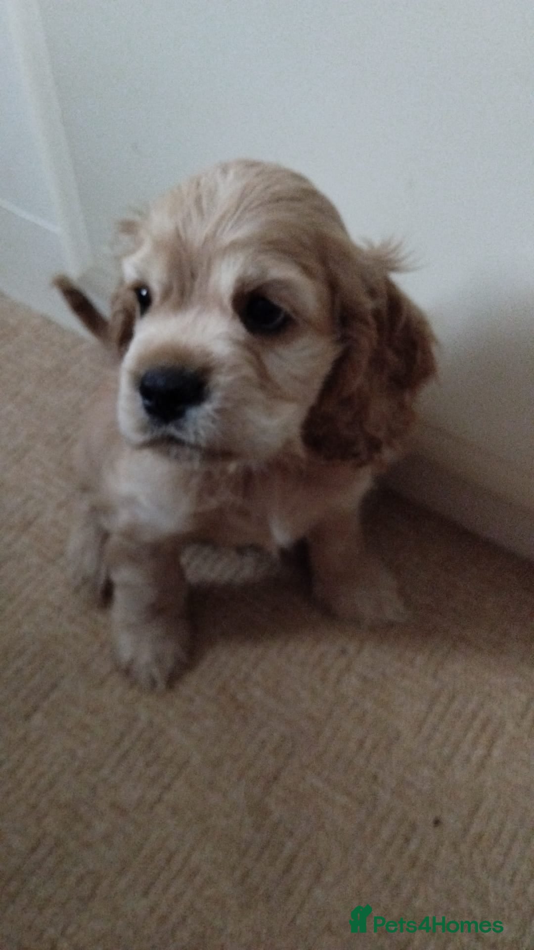 Mixed Breed dogs for sale: CavalierxCocker Spaniel Puppies -Both Parents Here - Image 9