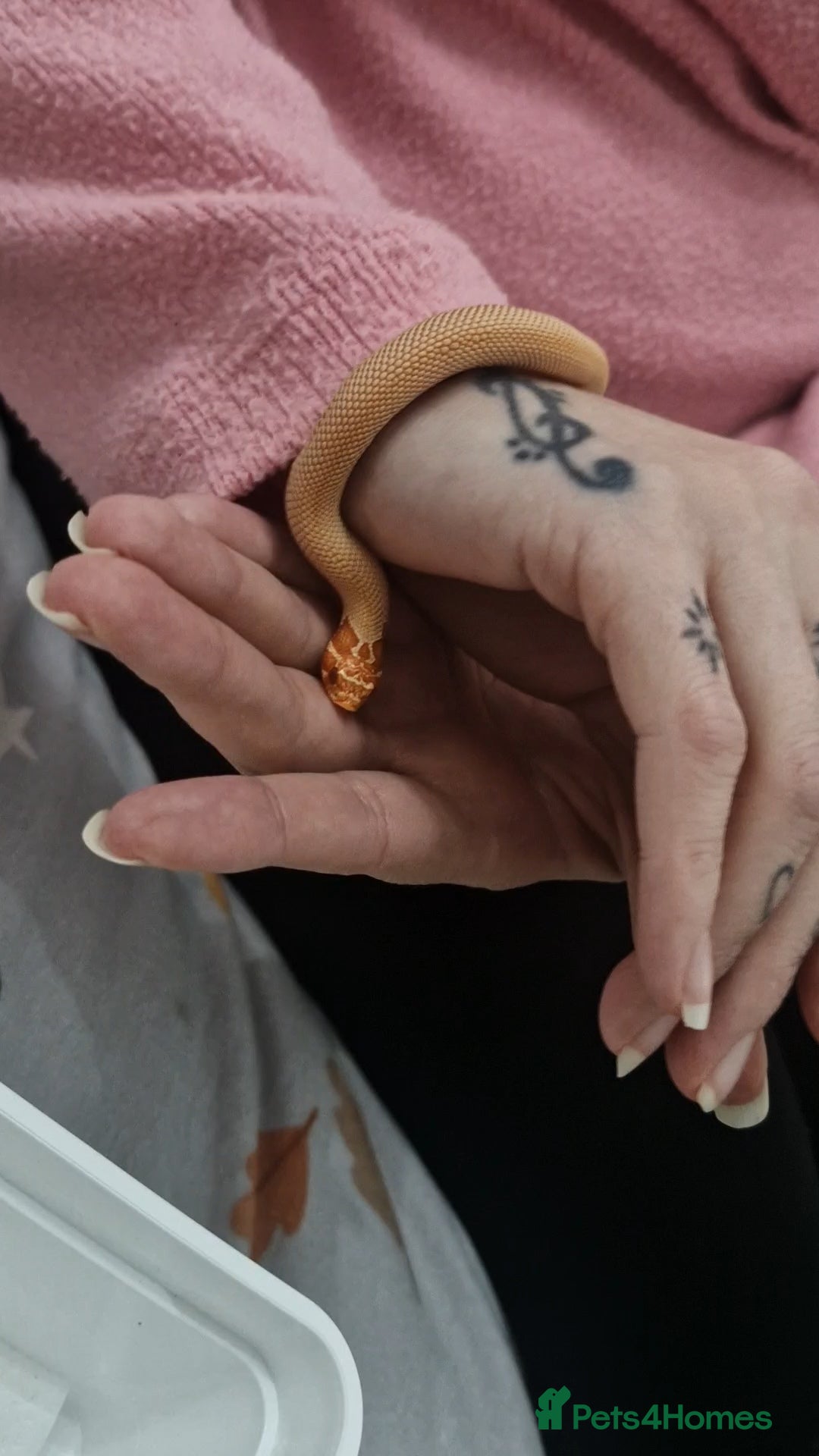 Snake reptiles for sale:  Albino superconda hognose - Advert 4