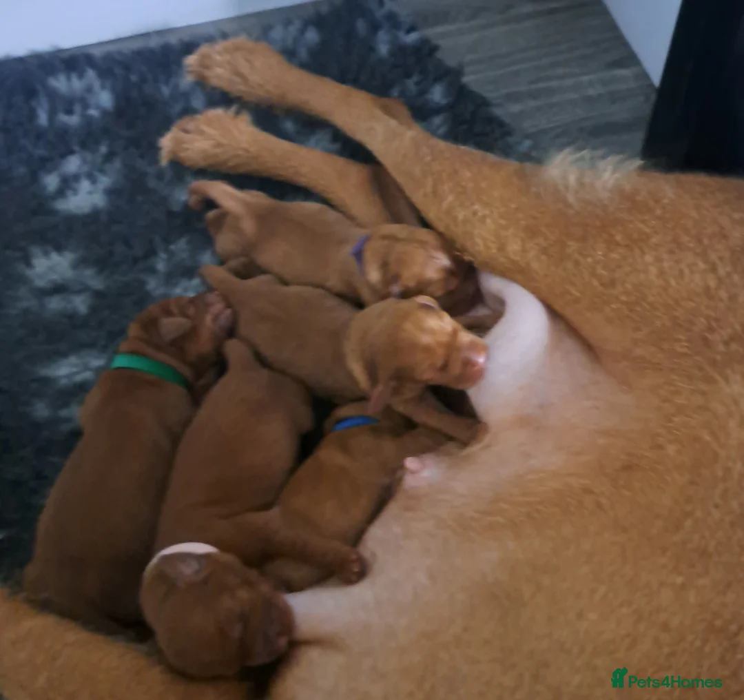Hungarian Vizsla dogs for sale: Wirehaired vizsla puppies  - Advert 15