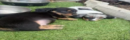 Miniature Dachshund dogs for sale: Beautiful rare miniature Daschunds. Pure 🧬  - Advert 14