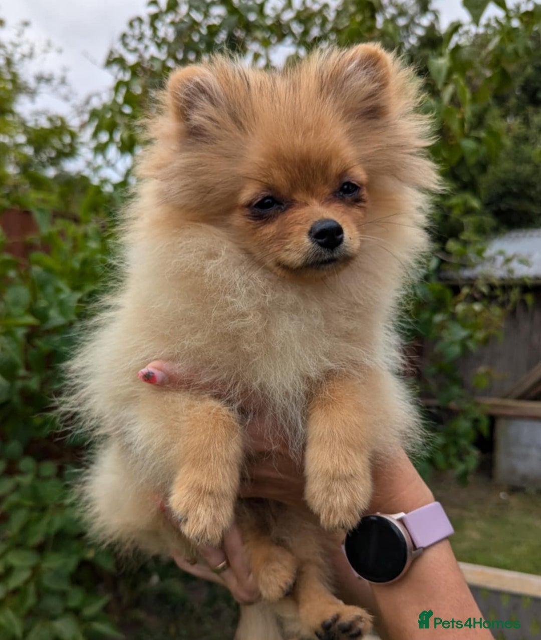 Pomeranian dogs for sale: Last two girls available. Tiny, Rare Pomeranian in Boston - Image 10