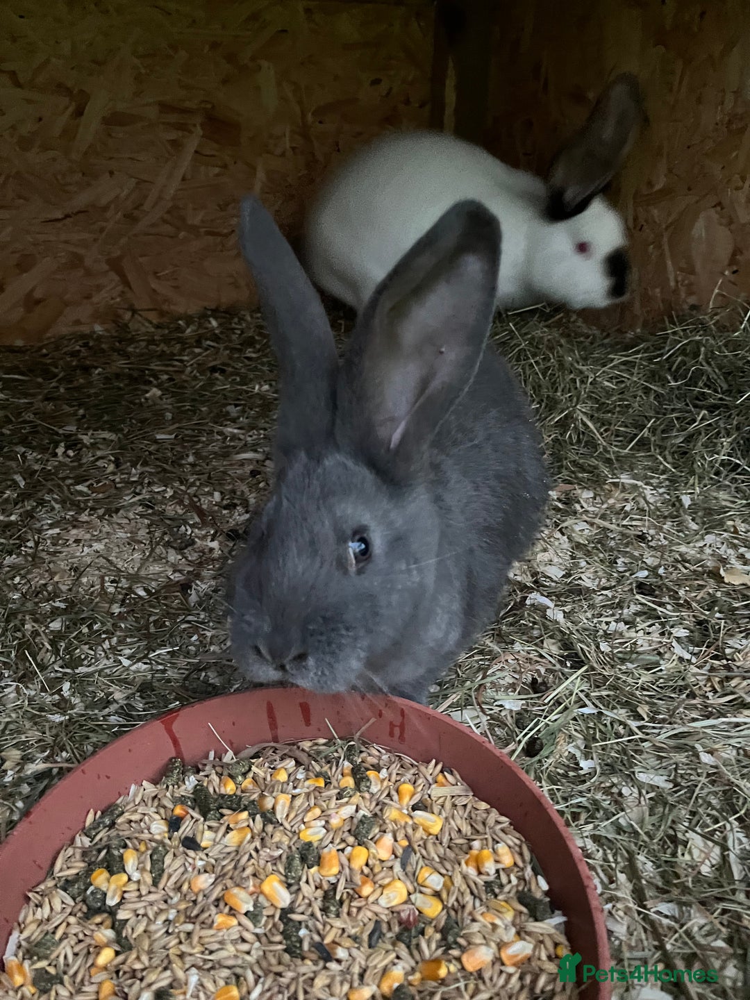 Mixed Breed rabbits for sale: They are very friendly and good with children  - Advert 12