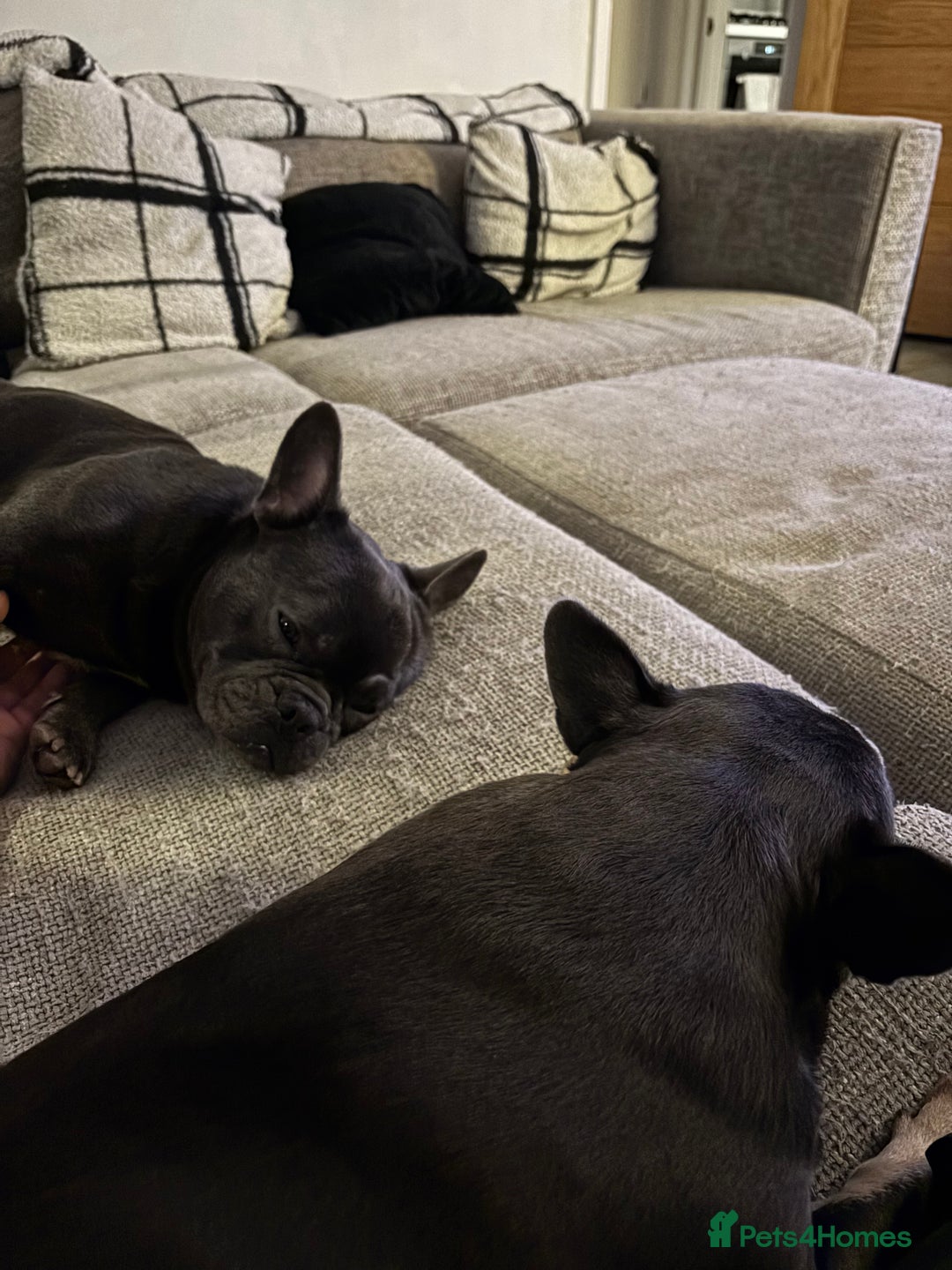 French Bulldog dogs for sale: French bulldog with fluffy bloodline  - Image 2