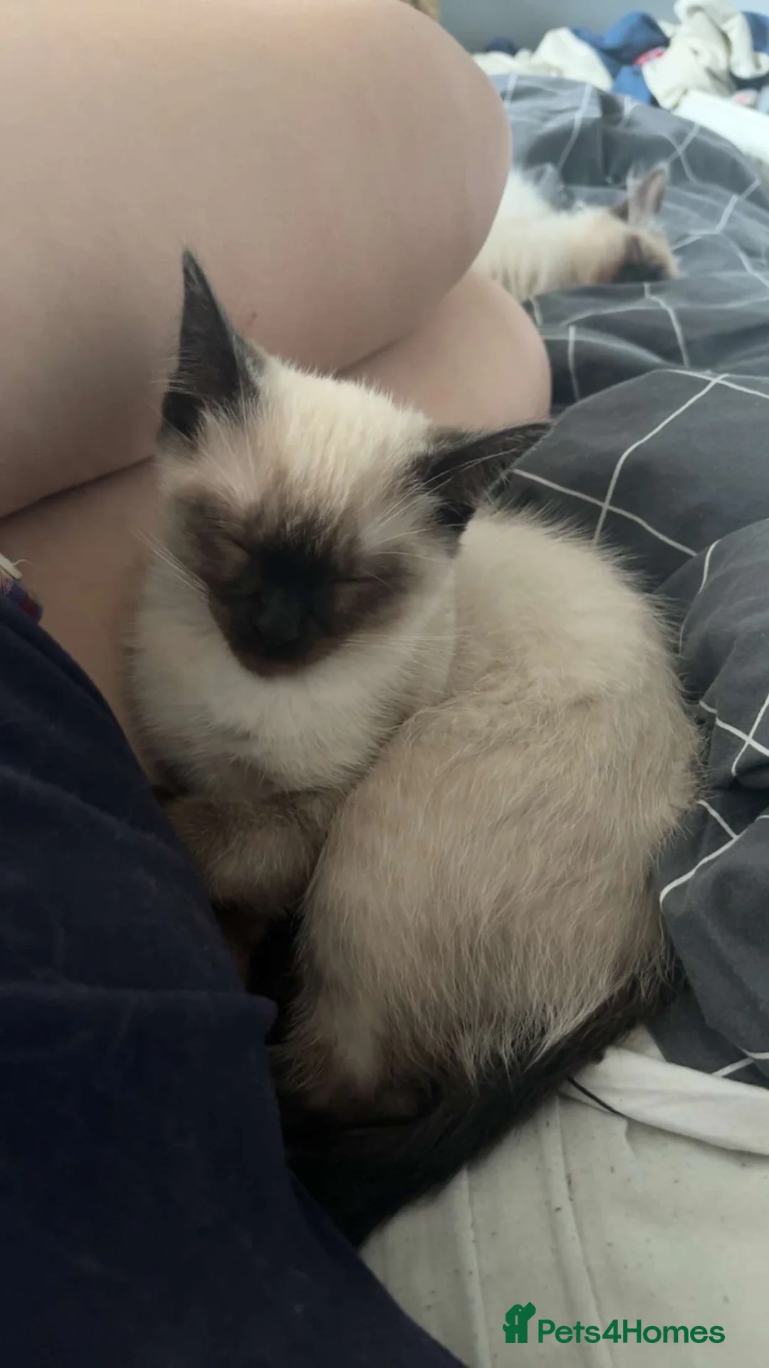 Ragdoll cats for sale: 2 Ragdoll boys ready to leave NOW in Castleford - Advert 2