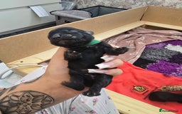 Cockapoo dogs for sale: American Cockapoo Puppies - Image 17