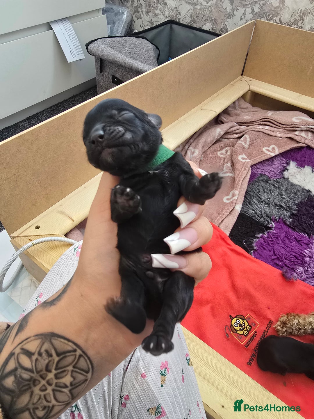 Cockapoo dogs for sale: American Cockapoo Puppies - Image 17