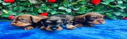 Miniature Dachshund dogs for sale: A SUPERB LITTER OF MINI WIRE DACHS KC REG  - Advert 5