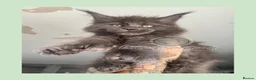 Maine Coon cats for sale: Russian Import Health Tested Loved Kittens - Advert 1