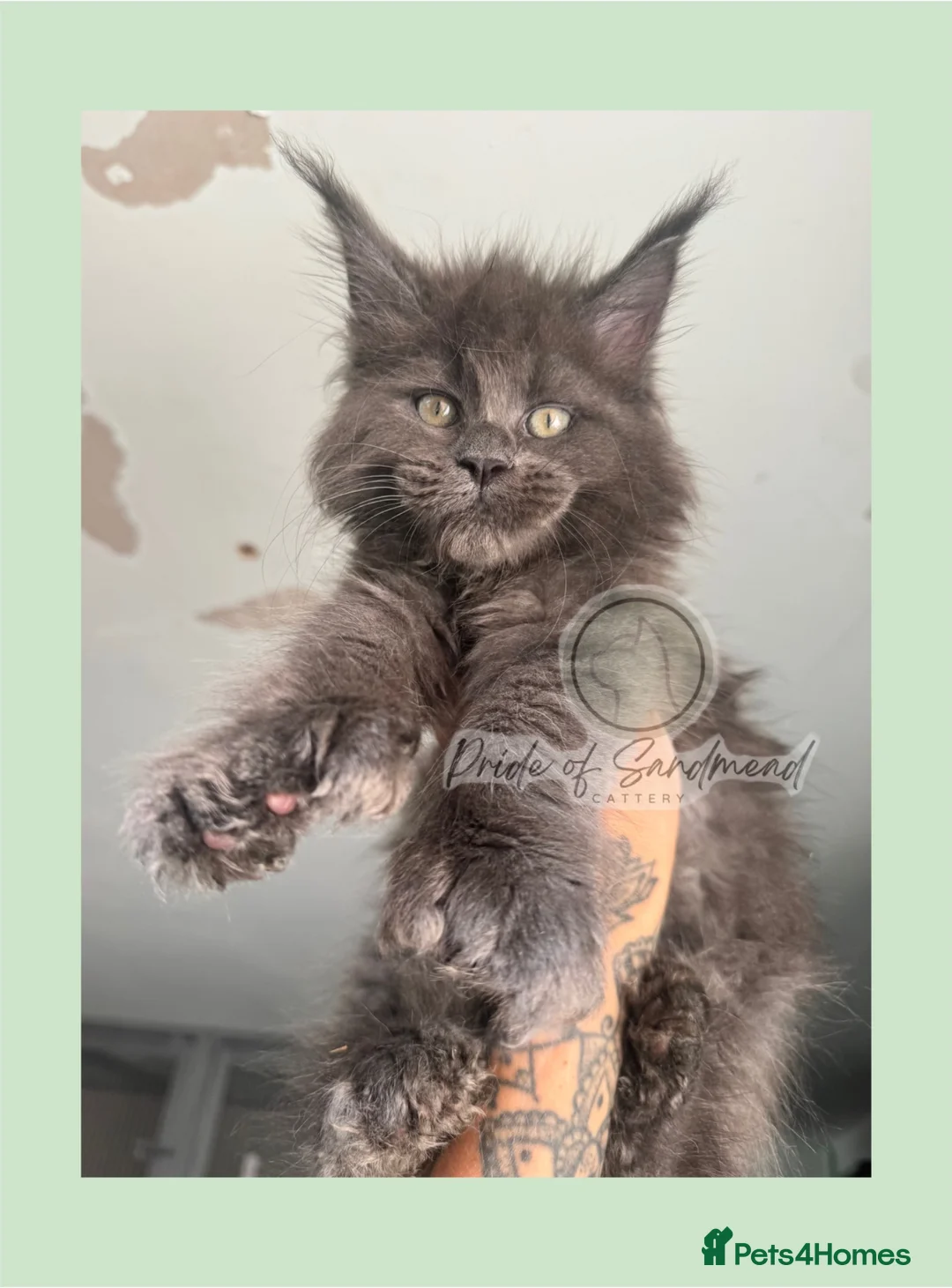 Maine Coon cats for sale: Russian Import Health Tested Loved Kittens - Advert 1