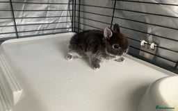 Netherland Dwarf rabbits for sale: Gorgeous Netherland Dwarf Rabbits - 3 left 🐰 - Image 9