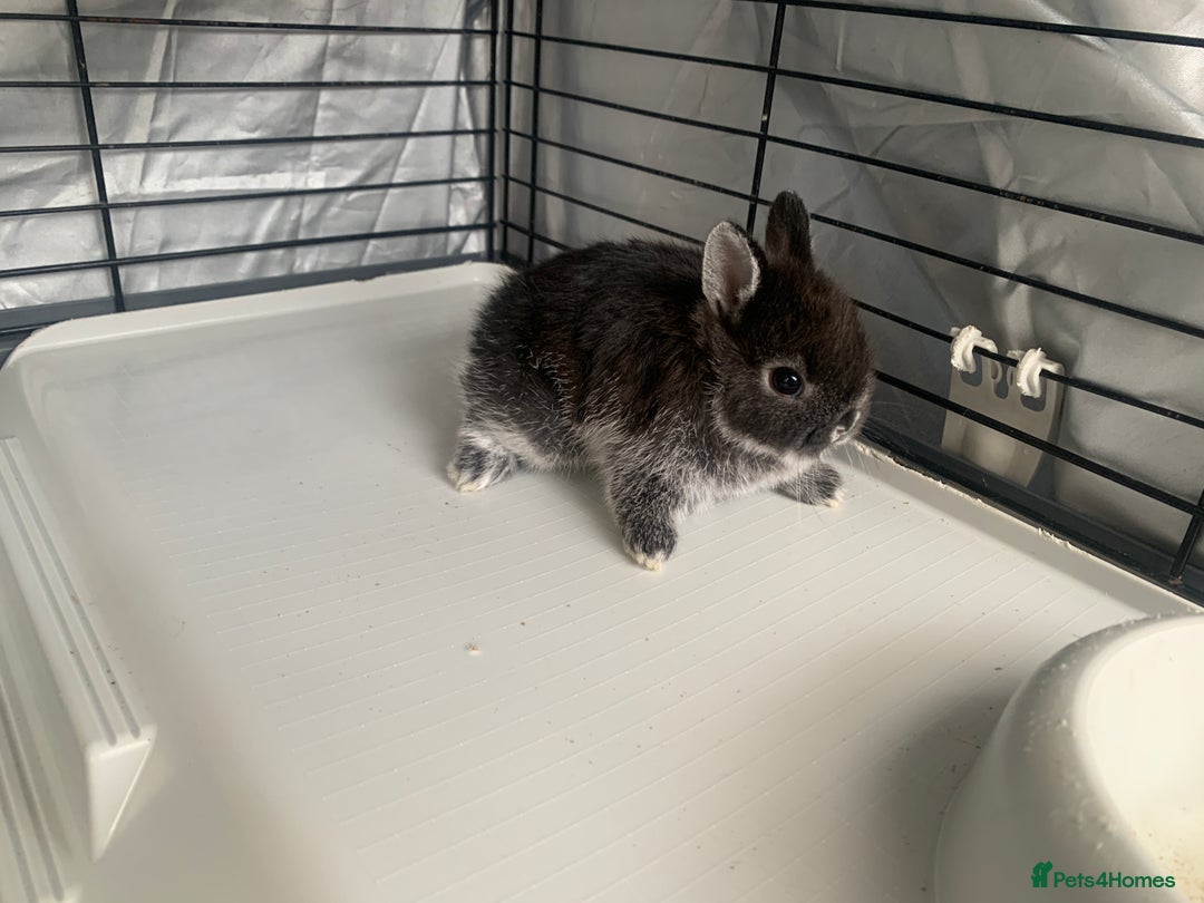 Netherland Dwarf rabbits for sale: Gorgeous Netherland Dwarf Rabbits - 3 left 🐰 - Image 9