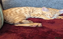 Savannah cats for sale: Cinnamon  spotted savannah - Image 3