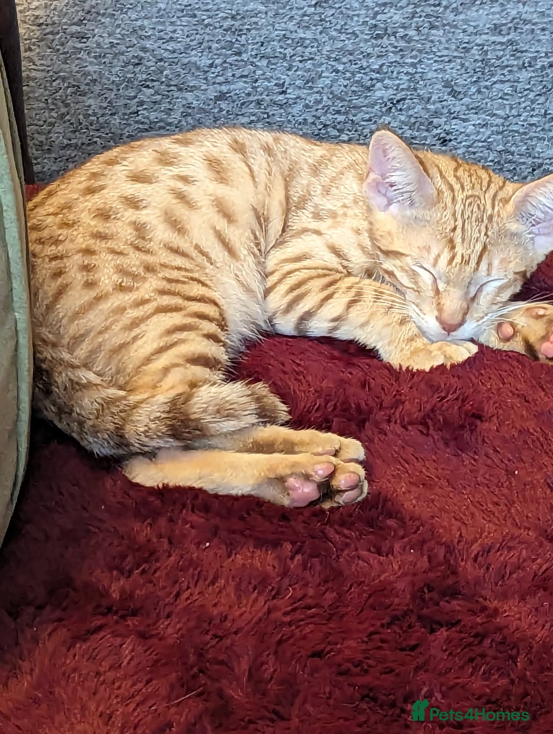 Savannah cats for sale: Cinnamon  spotted savannah - Image 3