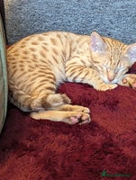 Savannah cats - Advert 3