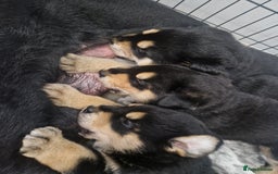 Mixed Breed dogs for sale: Adorable Rottsky Pups - Image 11