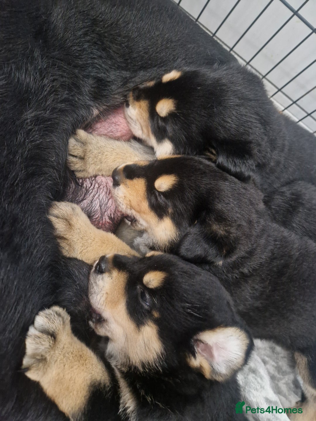 Mixed Breed dogs for sale: Adorable Rottsky Pups - Image 11