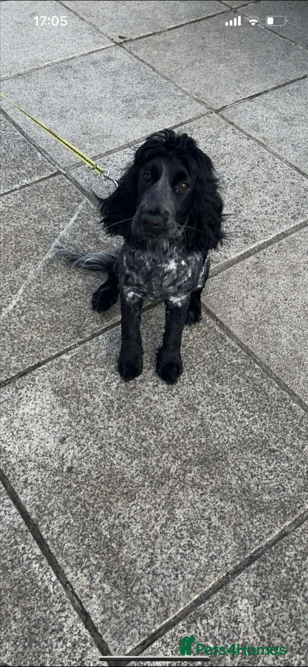 Cocker Spaniel dogs for sale: Blue&Lemon Roan Show Type English cocker puppies  - Advert 2