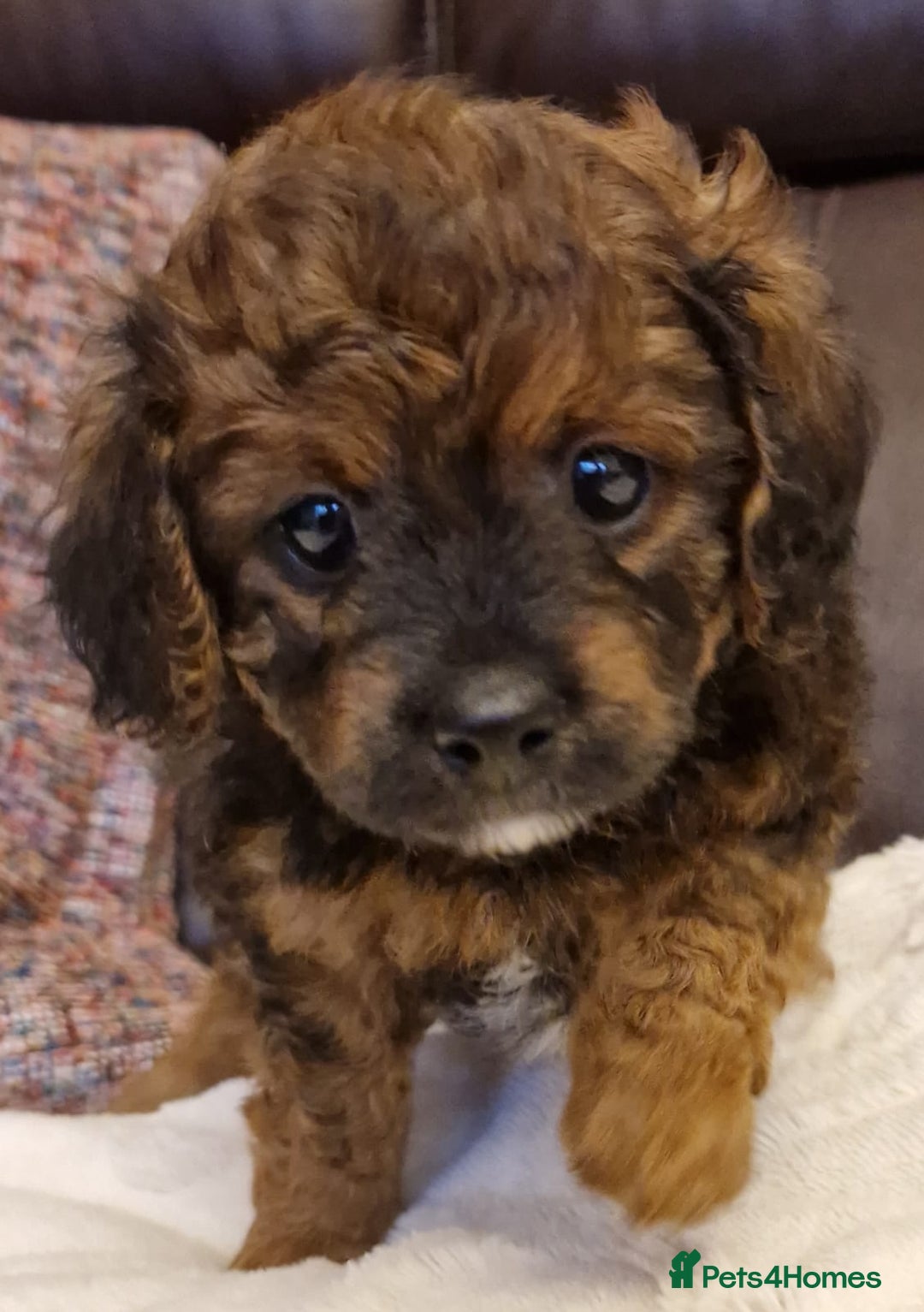 Cavachon dogs for sale: Beautiful Phantom, Sable and Red Cavapoochon Pups - Advert 9