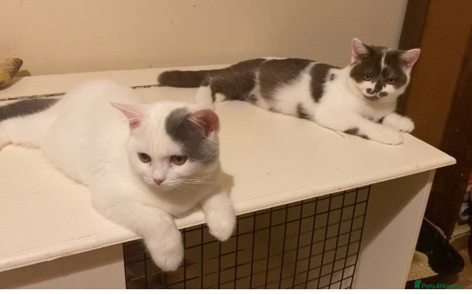 British Shorthair cats GCCF BSH Kittens Direct Grand Champion Lines  - Advert 1