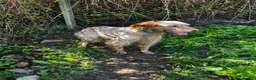 English Setter dogs for adoption: Selma in Brampton - Advert 2