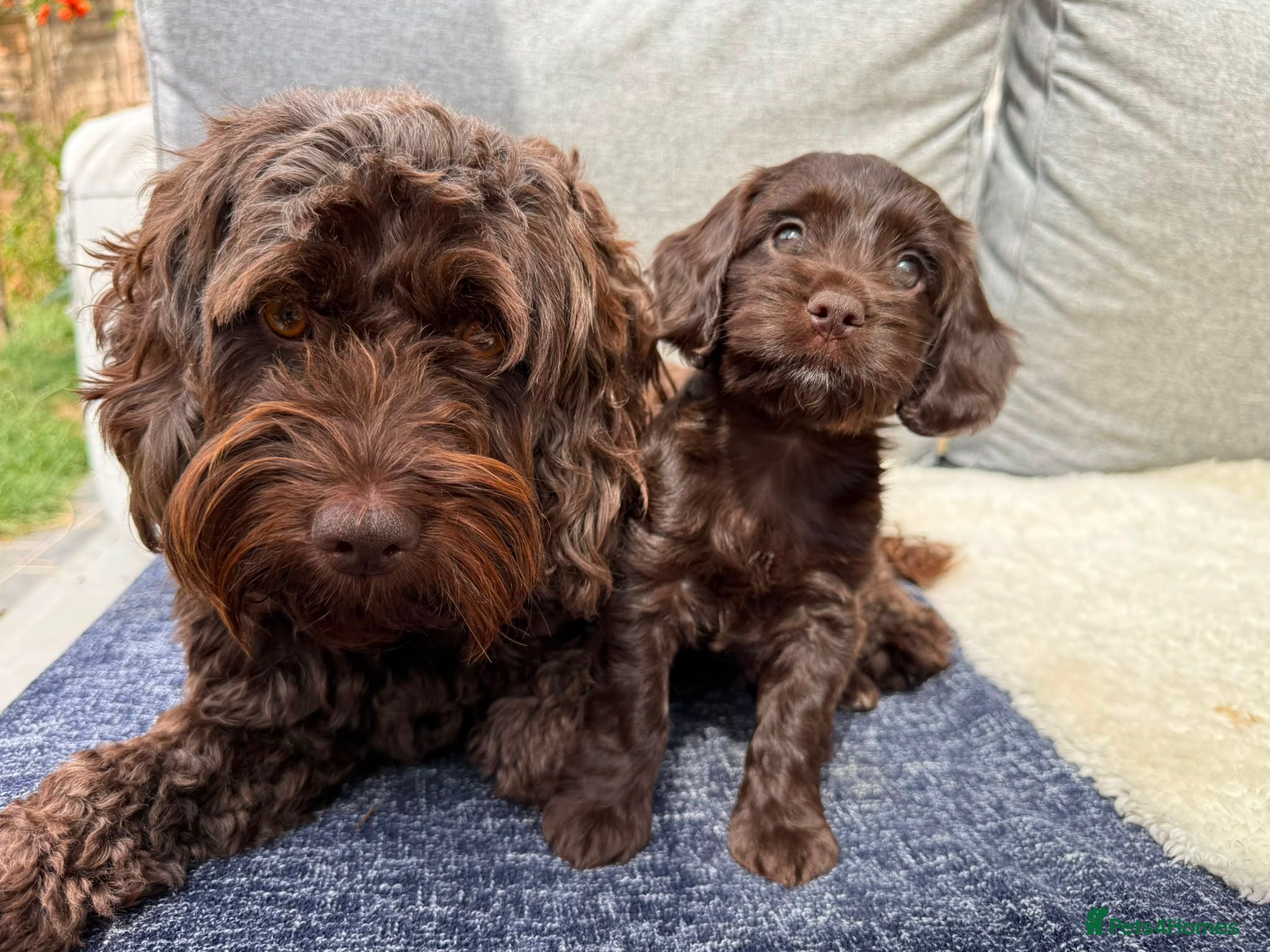 Cockapoo dogs Beautiful Cockapoo × Working Spaniel F1B Puppies - Advert 1