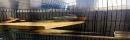Budgerigars birds for sale: Budgies for sale in Birmingham - Advert 2