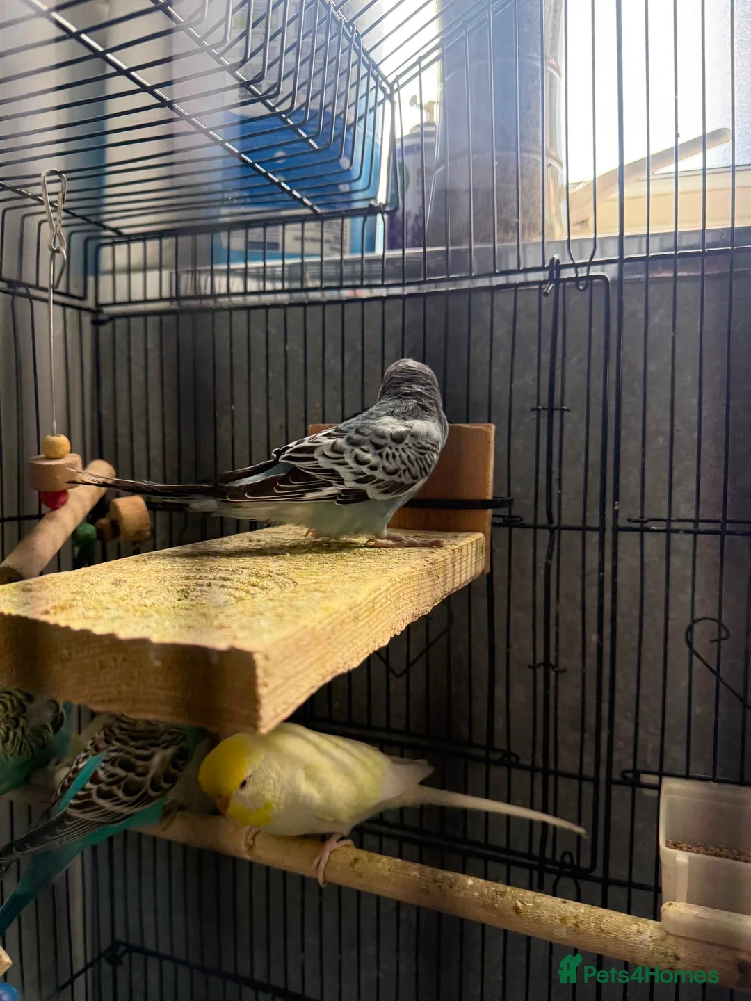 Budgerigars birds for sale: Budgies for sale in Birmingham - Advert 2