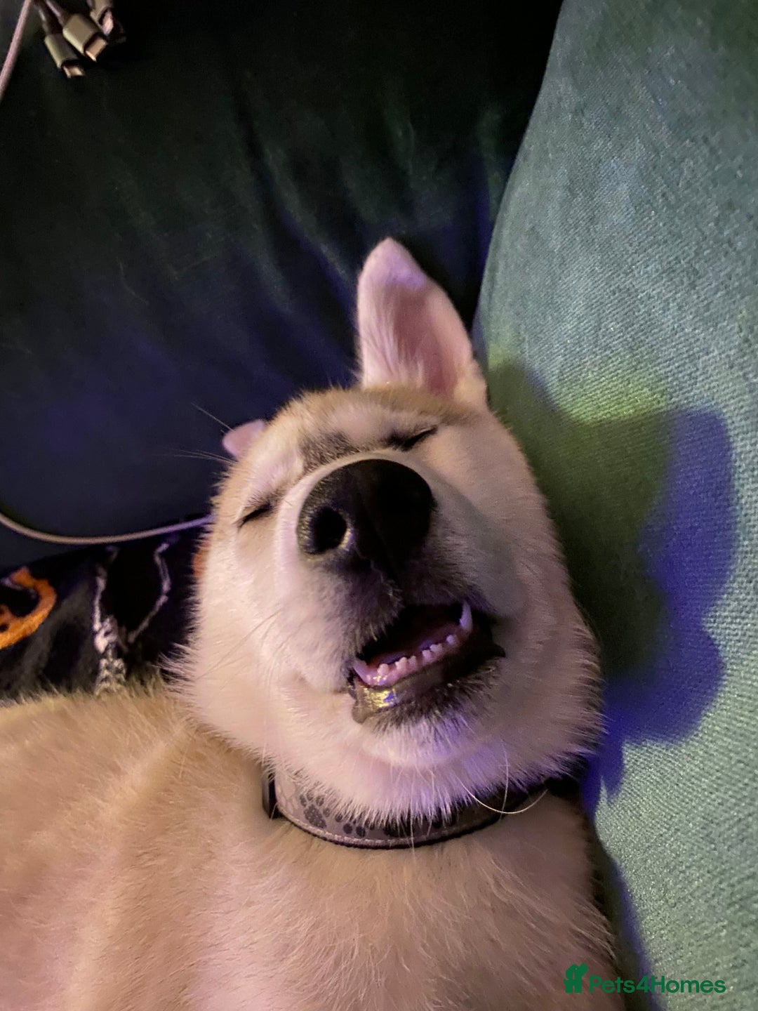 Siberian Husky dogs for sale: Husky puppy Male - Image 1